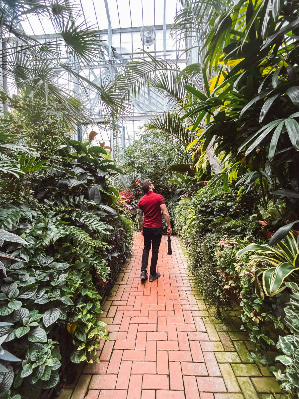 A man standing in a red shirt inside a lush conservatory with tropical flowers and plants.