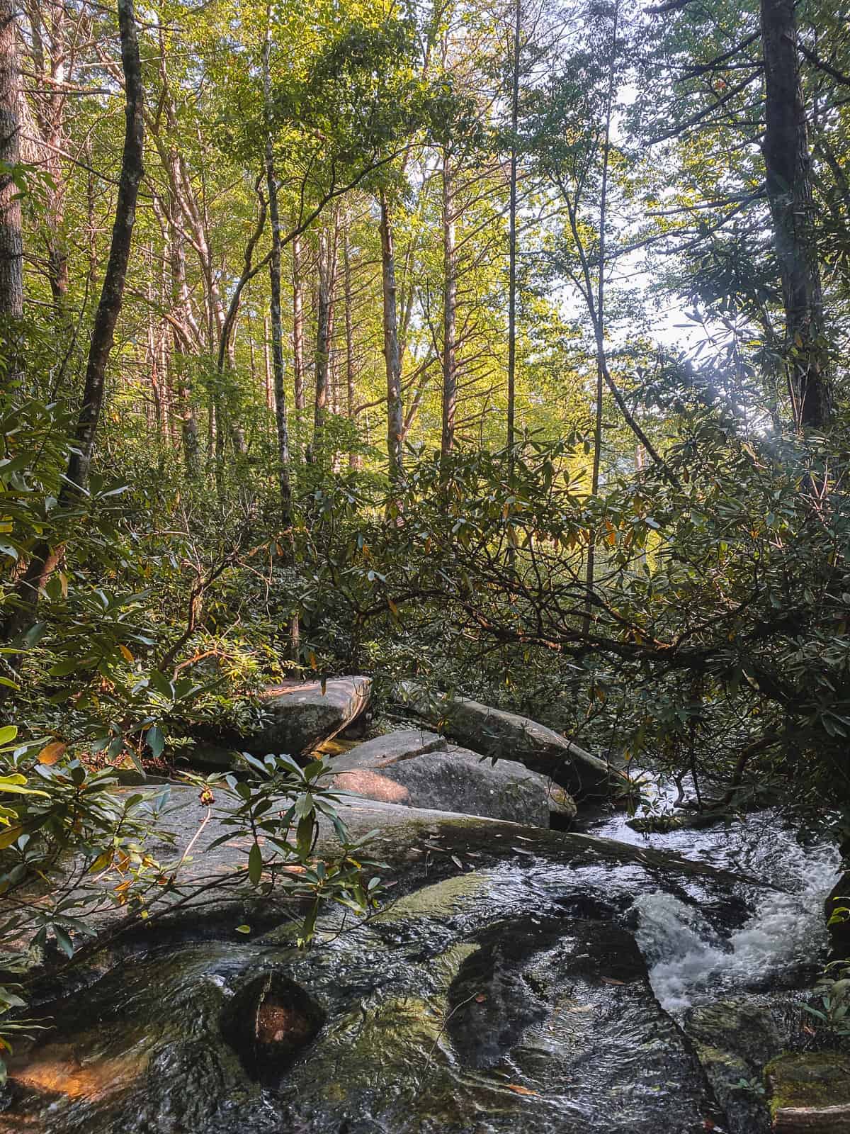 A roaring river inside a lush and beautiful forest with deep green leaves