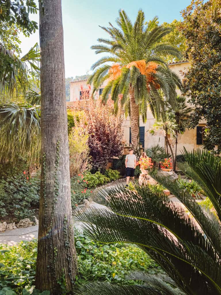 Palm trees lining a cobblestone path as a couple walks down it