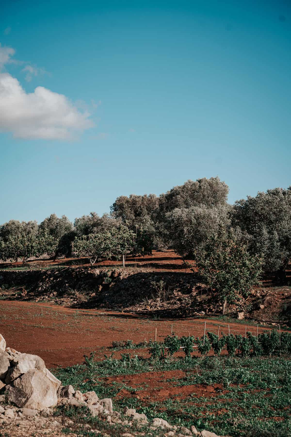 A serene rural landscape with olive trees scattered across reddish-brown soil under a bright blue sky. Small vegetable plots and stone walls dot the terrain, capturing the rustic charm of Puglia’s agricultural heritage.