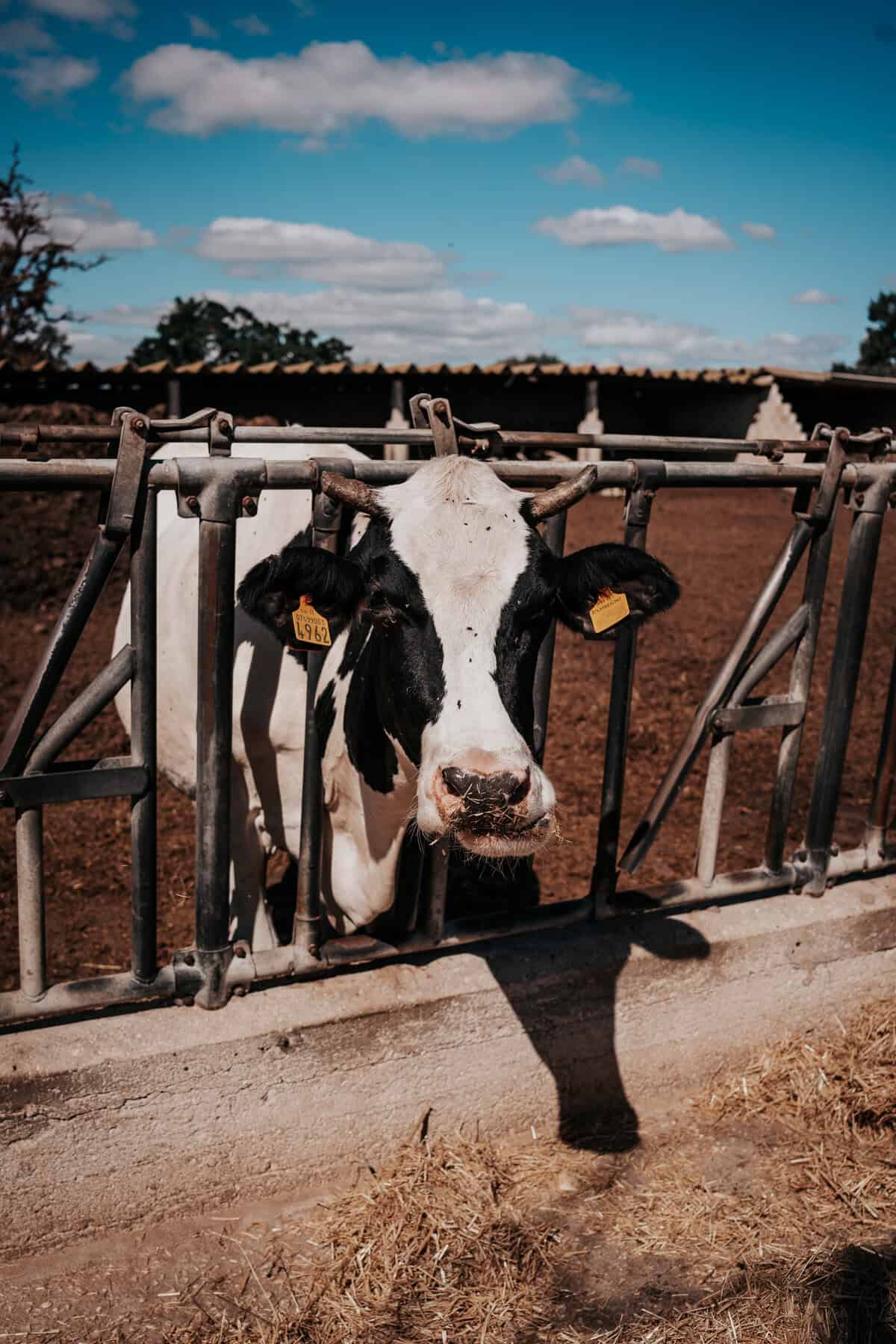 Close-up of a black and white dairy cow with yellow ear tags, peeking through a metal feeding gate at a sunny rural farm.