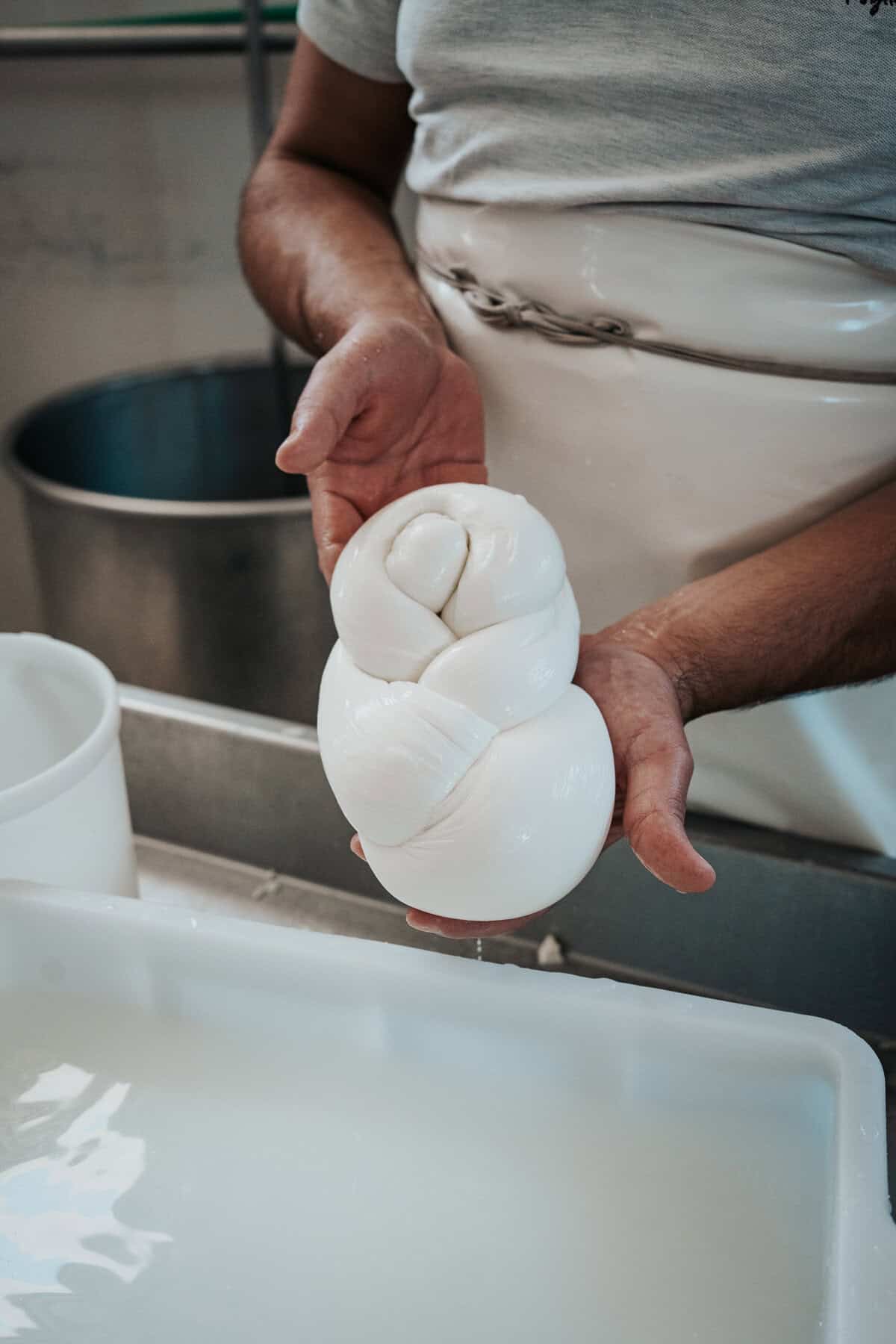 A cheesemaker holds a freshly made, glossy white braided mozzarella above a container of water, showcasing its smooth texture and intricate form.