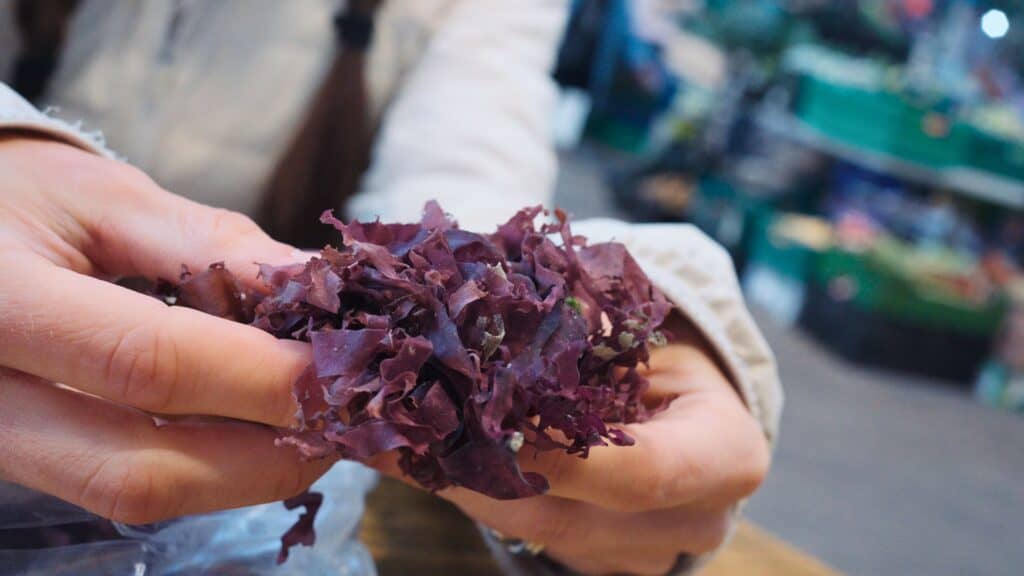 Hands holding a small bundle of deep purple seaweed freshly gathered at a seafood market. Edible seaweed is a coastal ingredient sometimes used in traditional Northern Ireland food.